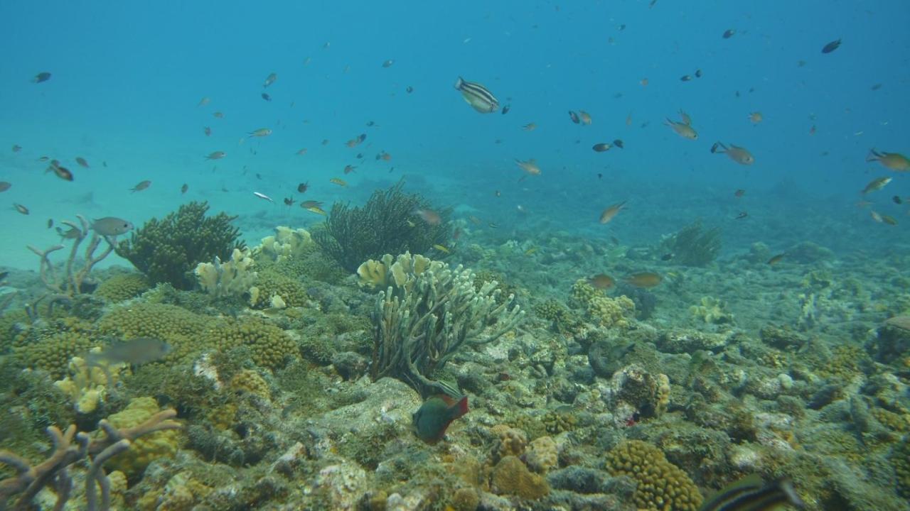 Marazul Dive Resort. 3 Bedroom Seafront House. Dive, Snorkel, Enjoy Amazing Sunsets Westpunt Екстериор снимка